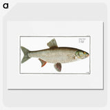 2-8_Ichtyologie-ou-Histoire-naturelle_picture