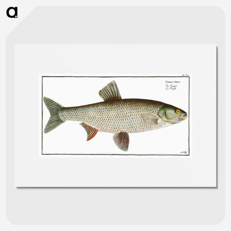 2-8_Ichtyologie-ou-Histoire-naturelle_picture