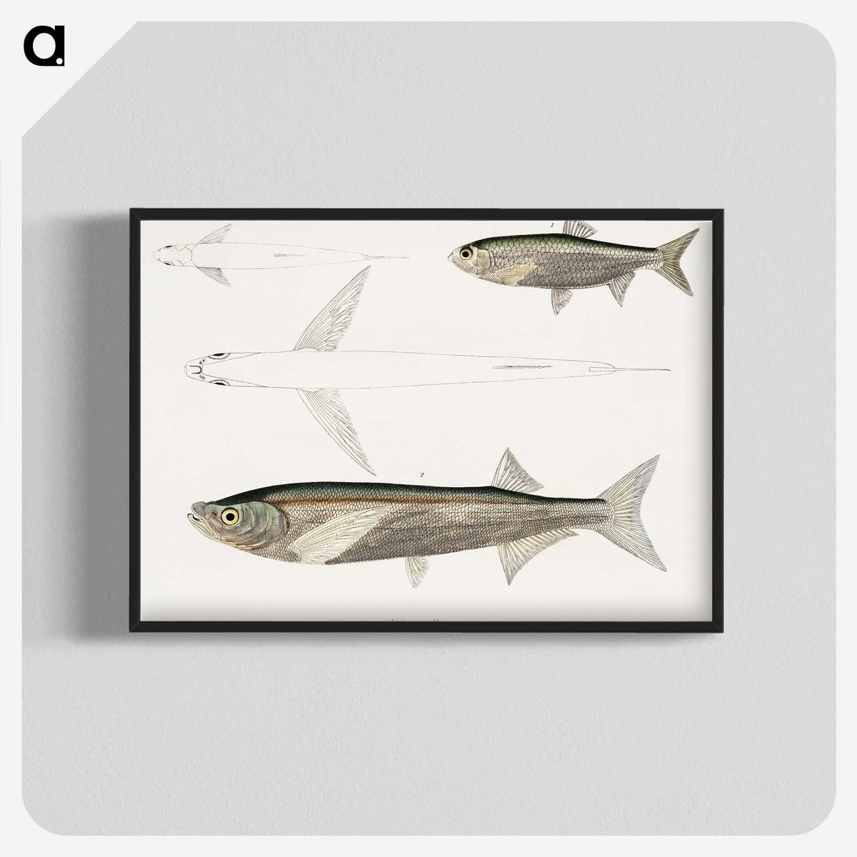 2-8_Indian-Zoology_blk-crop