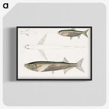 2-8_Indian-Zoology_blk-crop
