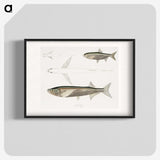 2-8_Indian-Zoology_blk
