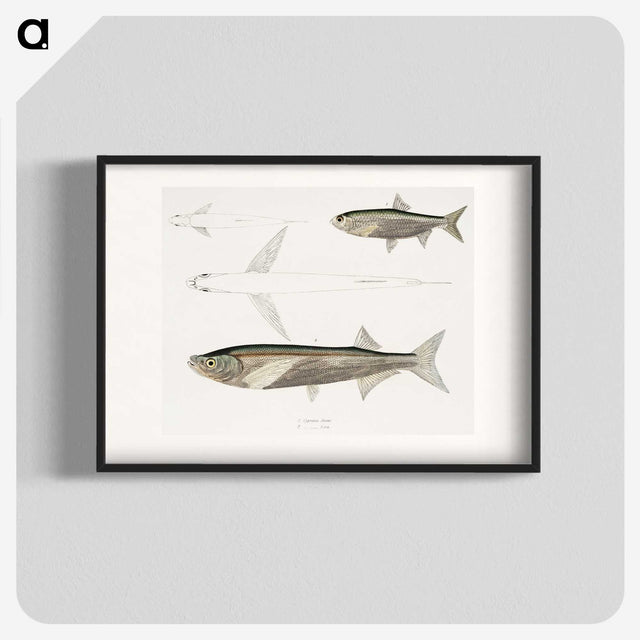2-8_Indian-Zoology_blk