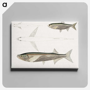 2-8_Indian-Zoology_canvas