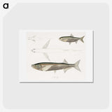 2-8_Indian-Zoology_hagaki