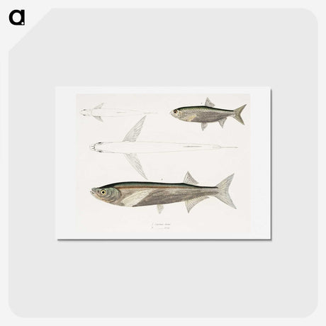 2-8_Indian-Zoology_hagaki