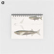 2-8_Indian-Zoology_memo