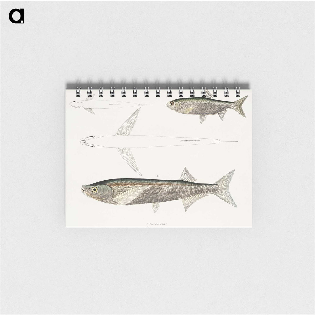2-8_Indian-Zoology_memo