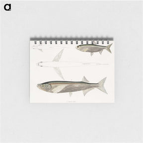 2-8_Indian-Zoology_memo