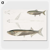 2-8_Indian-Zoology_picture-crop