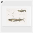 2-8_Indian-Zoology_picture