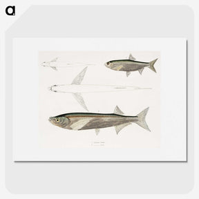 2-8_Indian-Zoology_picture