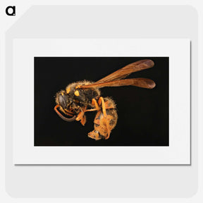 2-8_Insects-Unlocked-Project_picture