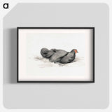 Black chicken drawing in high resolution by Jean Bernard - ジャン ベルナール Poster.