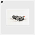 アートポストカード-Black chicken drawing in high resolution by Jean Bernard - ジャン ベルナール Postcard.