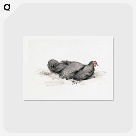 アートポストカード-Black chicken drawing in high resolution by Jean Bernard - ジャン ベルナール Postcard.