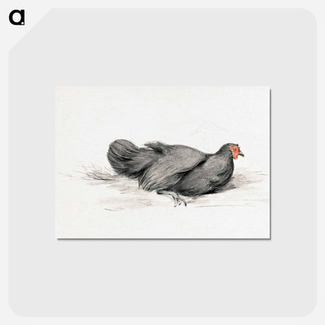 アートポストカード-Black chicken drawing in high resolution by Jean Bernard - ジャン ベルナール Postcard.