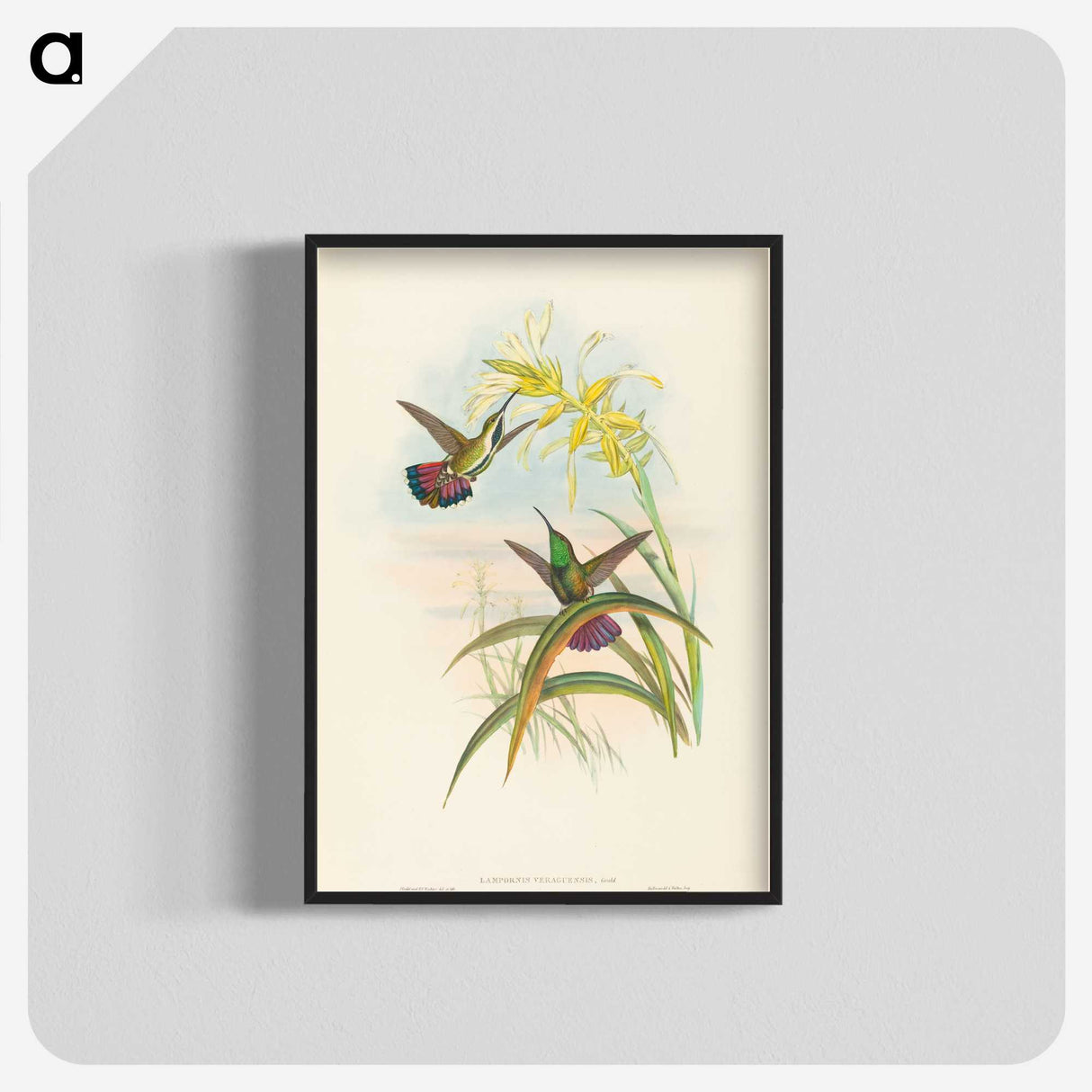 2-8_John-Gould_blk-crop