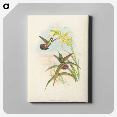 2-8_John-Gould_canvas