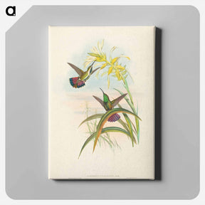 アートパネル-Veraguan Mango
 - ジョン グールド Canvas.