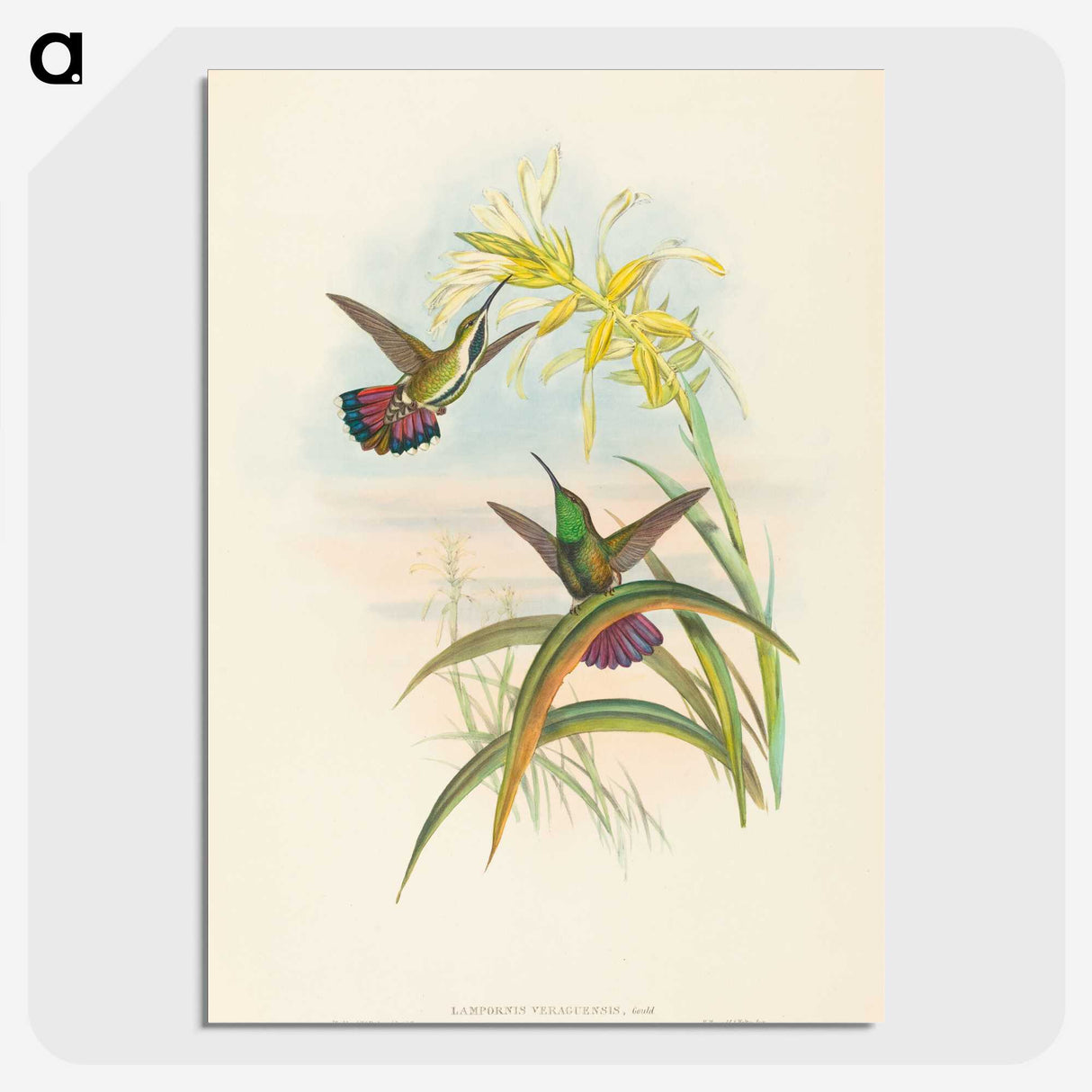 2-8_John-Gould_picture-crop