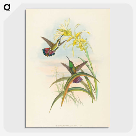2-8_John-Gould_picture-crop