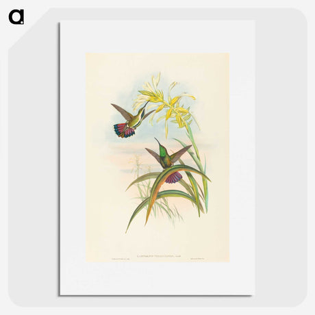 2-8_John-Gould_picture