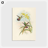 アートポストカード-Veraguan Mango
 - ジョン グールド Postcard.