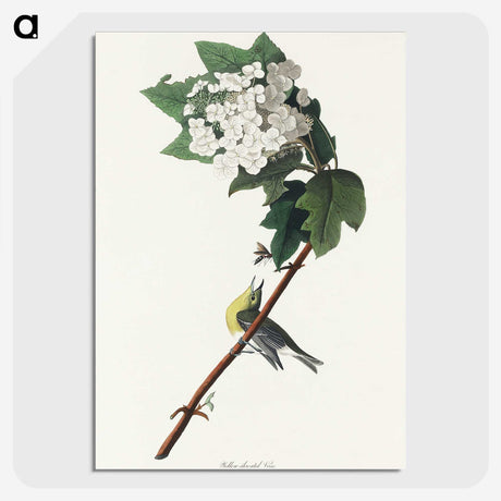 2-8_John-James-Audubon_picture-crop