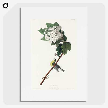 2-8_John-James-Audubon_picture