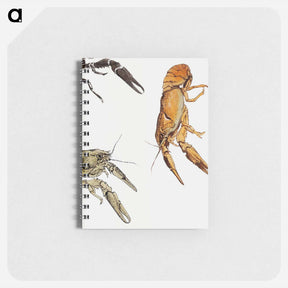 アートメモ帳-Sketches of crayfish - ユリー デ フラーハ Memo.