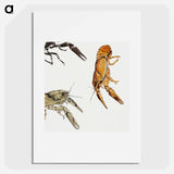 Sketches of crayfish - ユリー デ フラーハ Poster.