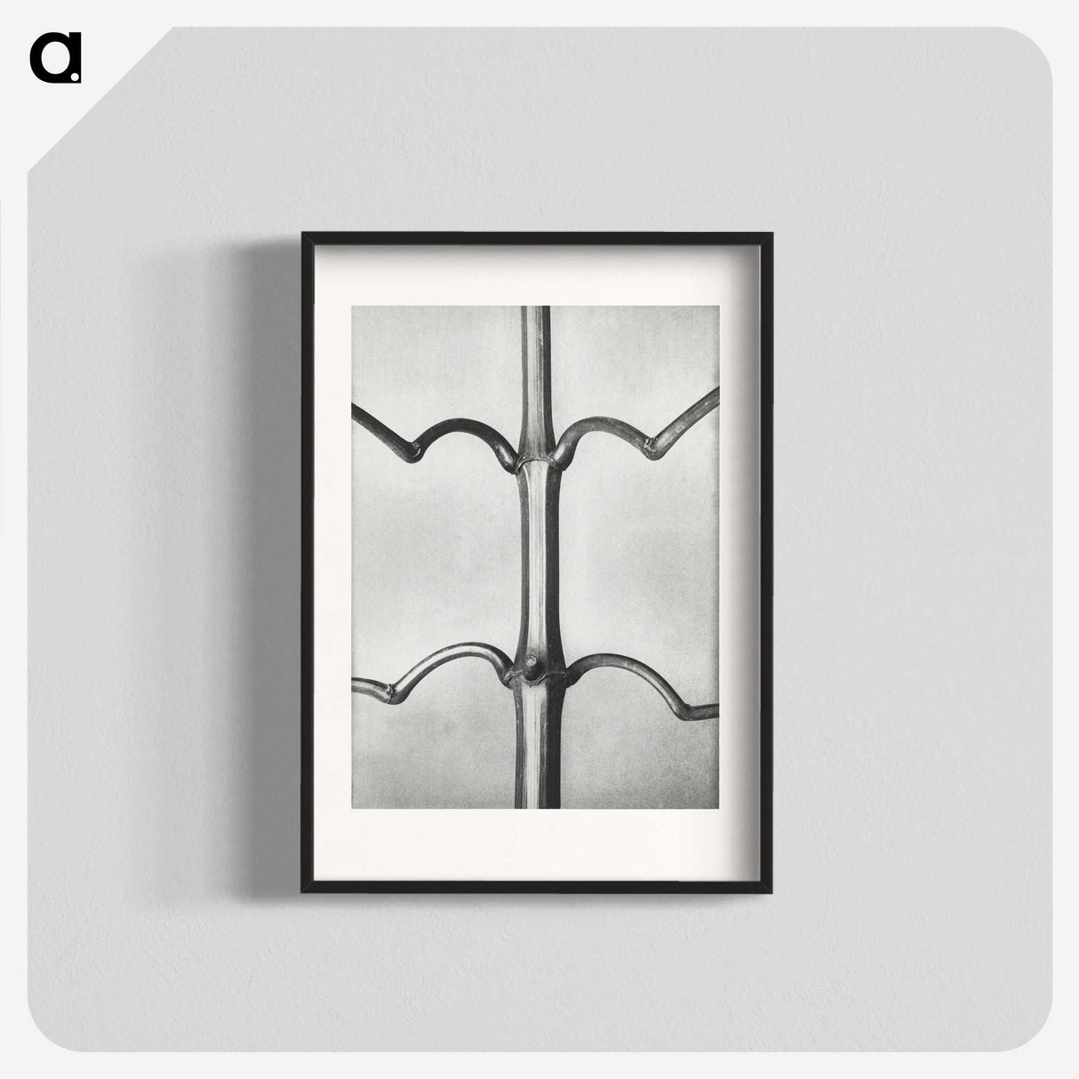 2-8_Karl-Blossfeldt_blk