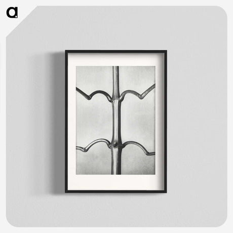 2-8_Karl-Blossfeldt_blk