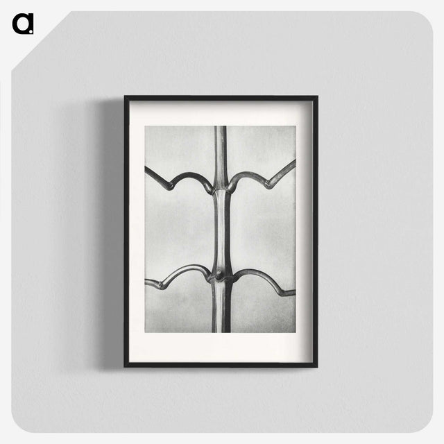 2-8_Karl-Blossfeldt_blk