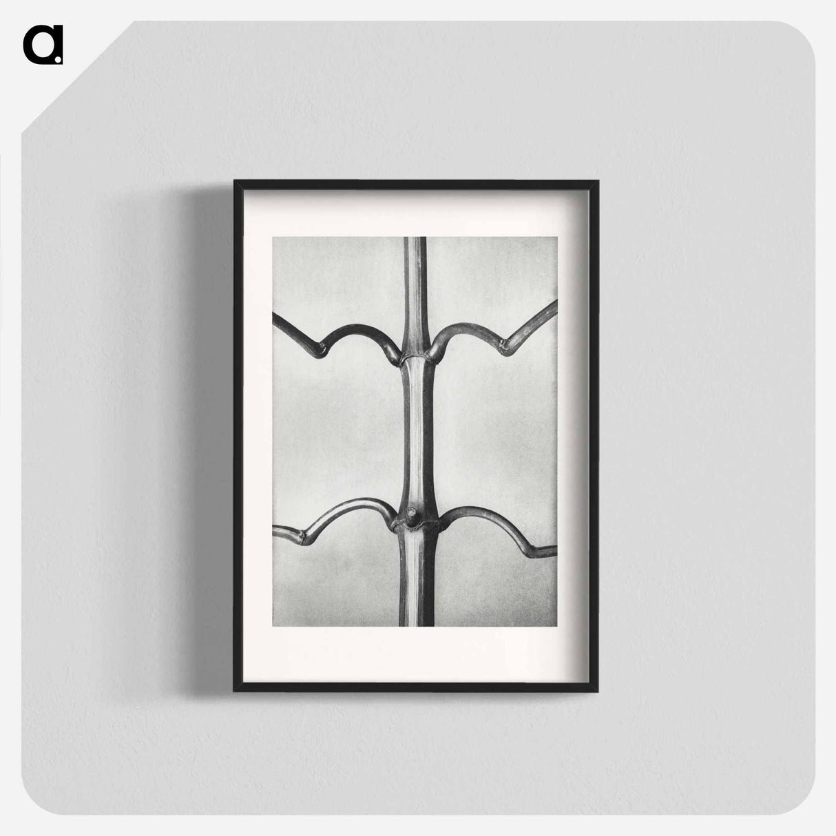 Impatiens Glanduligera - カール ブロスフェルト Poster.