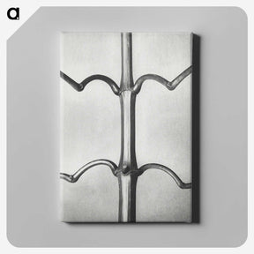 2-8_Karl-Blossfeldt_canvas