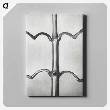2-8_Karl-Blossfeldt_canvas