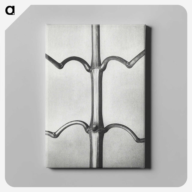 2-8_Karl-Blossfeldt_canvas