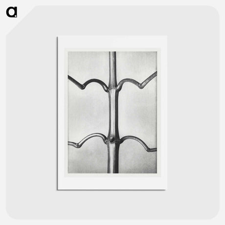 アートポストカード-Impatiens Glanduligera - カール ブロスフェルト Postcard.