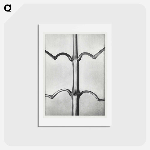 Impatiens Glanduligera - カール ブロスフェルト Postcard.