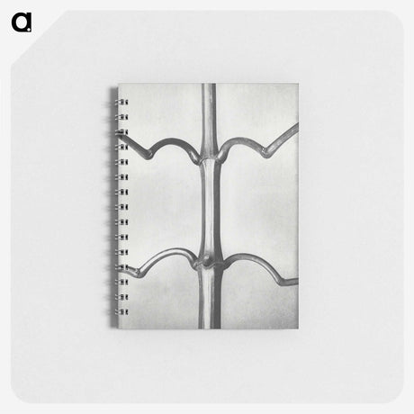 2-8_Karl-Blossfeldt_memo