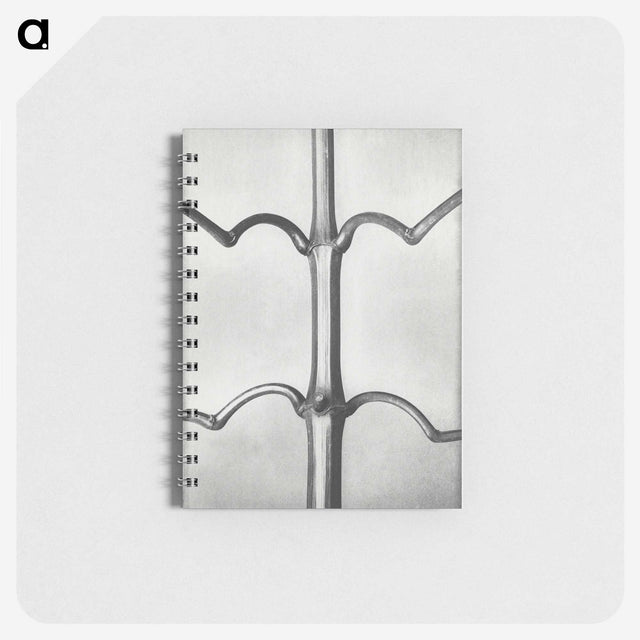 2-8_Karl-Blossfeldt_memo