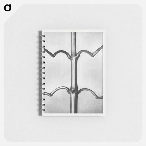 Impatiens Glanduligera - Karl Blossfeldt Memo.