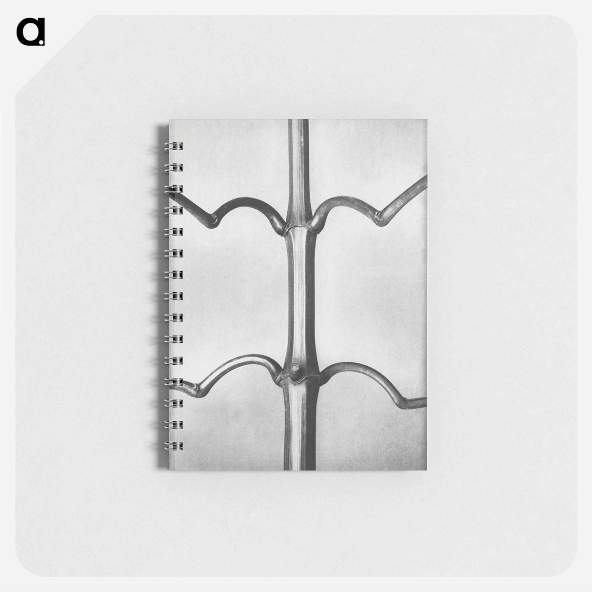 Impatiens Glanduligera - カール ブロスフェルト Memo.