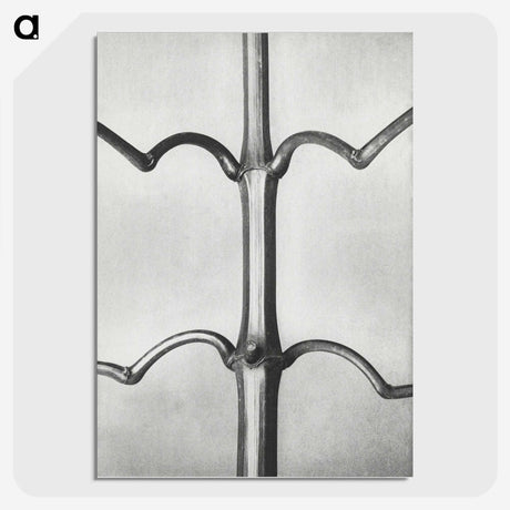2-8_Karl-Blossfeldt_picture-crop