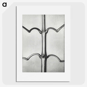 2-8_Karl-Blossfeldt_picture
