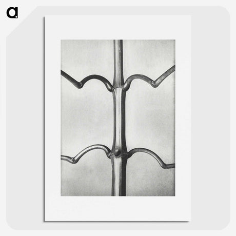 2-8_Karl-Blossfeldt_picture