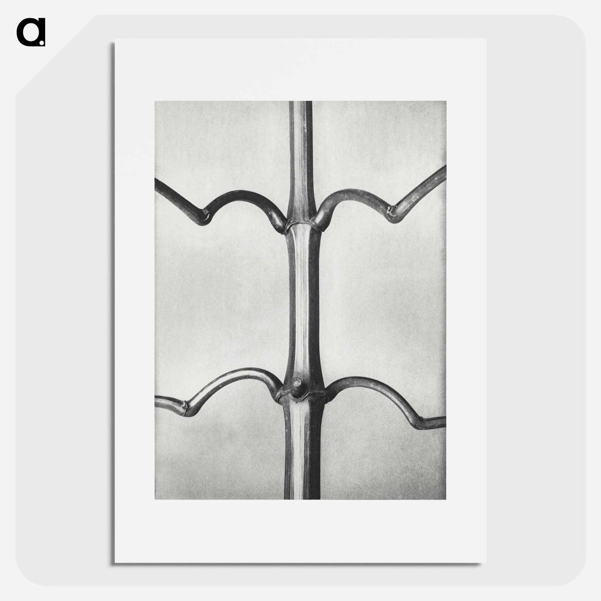 Impatiens Glanduligera - カール ブロスフェルト Poster.