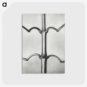 2-8_Karl-Blossfeldt_postcard