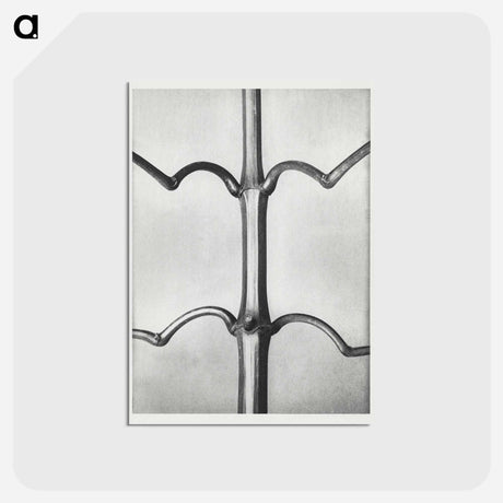 アートポストカード-Impatiens Glanduligera - カール ブロスフェルト Postcard.